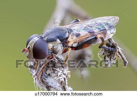 Picture - Thick legged hover fly. Fotosearch