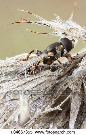 Thick legged hoverfly View Large Photo Image Stock Photography - Thick legged hoverfly. Fotosearch