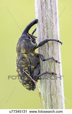 Stock Image - Thistle bud weevil lateral view. Fotosearch