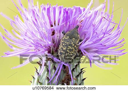 Picture - Thistle bud weevil. Fotosearch