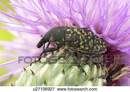 Stock Photo - Thistle bud weevil. Fotosearch