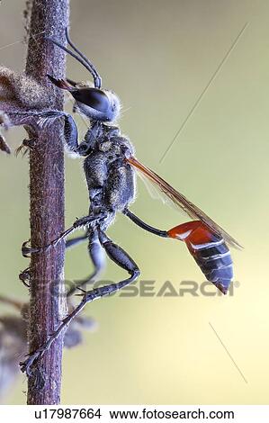 Picture - Thread waisted wasp. Fotosearch