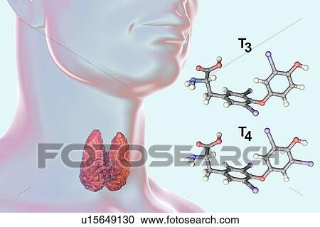 Thyroid gland and thyroid hormone molecules, illustration View Large Photo Image Stock Image - Thyroid gland and thyroid hormone molecules, illustration. Fotosearch