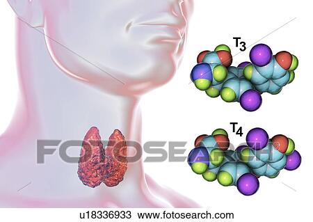 Stock Image - Thyroid gland and thyroid hormone molecules, illustration. Fotosearch