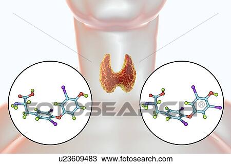 Stock Image - Thyroid gland and thyroid hormone molecules, illustration. Fotosearch