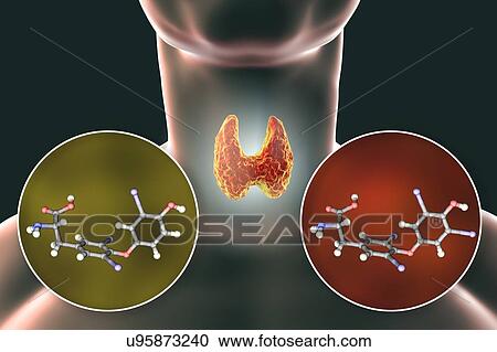 Thyroid gland and thyroid hormone molecules, illustration View Large Photo Image Stock Image - Thyroid gland and thyroid hormone molecules, illustration. Fotosearch
