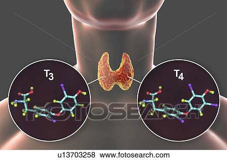 Stock Photo - Thyroid gland and thyroid hormone molecules, illustration. Fotosearch