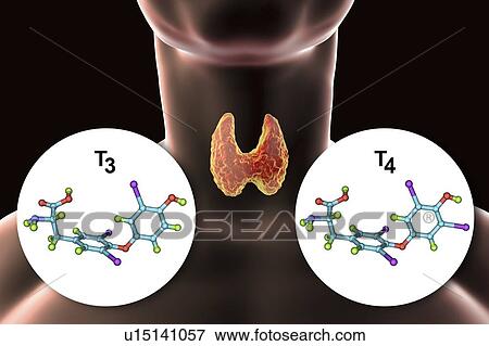 Stock Photo - Thyroid gland and thyroid hormone molecules, illustration. Fotosearch