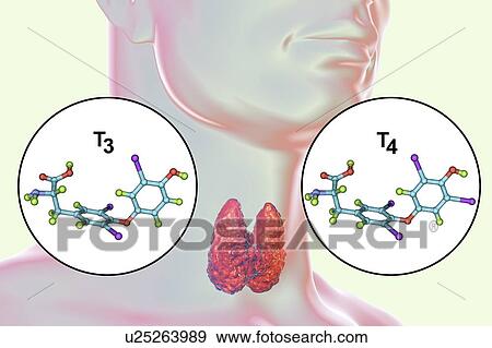 Stock Photo - Thyroid gland and thyroid hormone molecules, illustration. Fotosearch