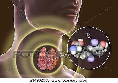 Thyroid gland and thyroid hormone T3 molecule, illustration View Large Photo Image Stock Image - Thyroid gland and thyroid hormone T3 molecule, illustration. Fotosearch