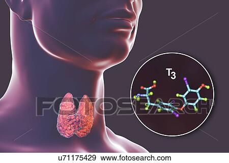 Stock Photo - Thyroid gland and thyroid hormone T3 molecule, illustration. Fotosearch