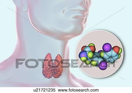 Stock Photography - Thyroid gland and thyroid hormone T3 molecule, illustration. Fotosearch