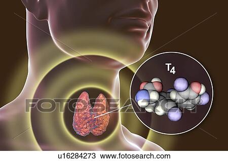 Stock Image - Thyroid gland and thyroid hormone T4 molecule, illustration. Fotosearch