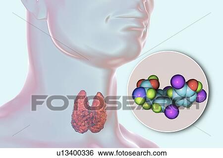 Stock Photograph - Thyroid gland and thyroid hormone T4 molecule, illustration. Fotosearch