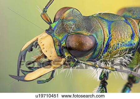 Stock Image - Tiger beetle. Fotosearch