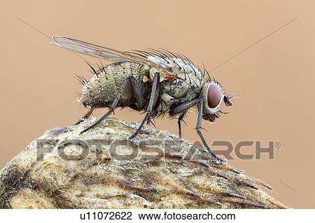 Tiger fly View Large Photo Image Stock Image - Tiger fly. Fotosearch
