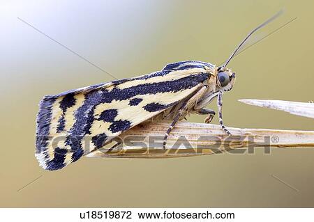 Tiger moth View Large Photo Image Stock Image - Tiger moth. Fotosearch