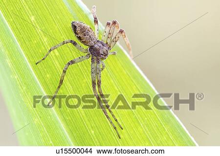Picture - Tmarus crab spider. Fotosearch