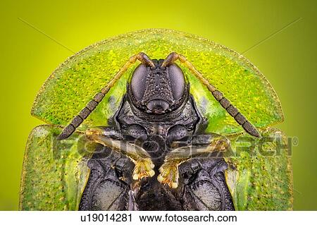 Stock Image - Tortoise beetle. Fotosearch