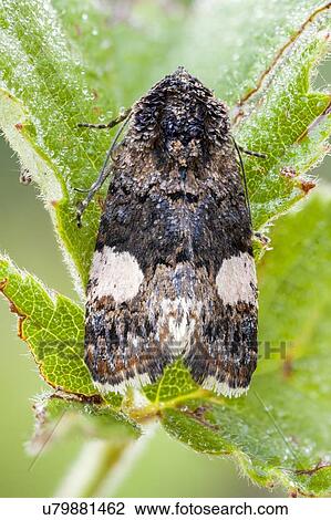 Tortricidae moth View Large Photo Image Stock Image - Tortricidae moth. Fotosearch