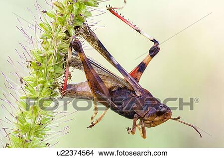 Picture - Trapped grasshopper on yellow foxtain grass. Fotosearch