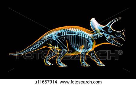 Picture - Triceratops dinosaur skeleton, illustration. Fotosearch