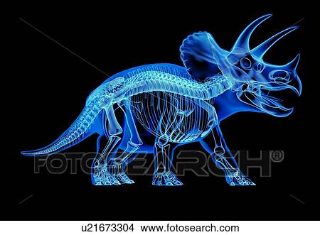 Picture - Triceratops dinosaur skeleton, illustration. Fotosearch
