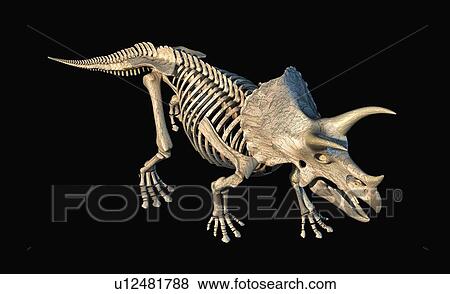 Stock Photo - Triceratops dinosaur skeleton, illustration. Fotosearch