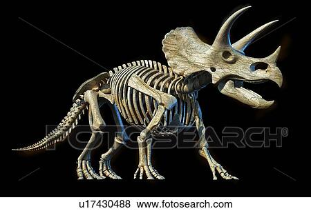 Stock Photo - Triceratops dinosaur skeleton, illustration. Fotosearch
