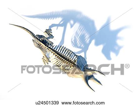 Stock Photo - Triceratops dinosaur skeleton, illustration. Fotosearch
