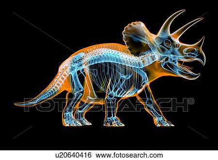 Stock Photograph - Triceratops dinosaur skeleton, illustration. Fotosearch