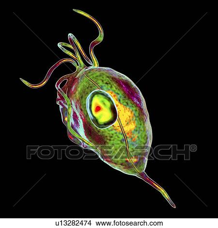 Trichomonas vaginalis, illustration View Large Photo Image Picture - Trichomonas vaginalis, illustration. Fotosearch
