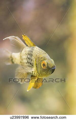 Stock Photograph - Tropical freshwater fish. Fotosearch