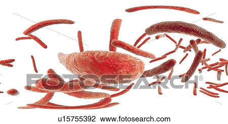 Tuberculosis bacteria, illustration View Large Photo Image Stock Image - Tuberculosis bacteria, illustration. Fotosearch