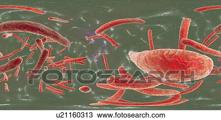 Stock Image - Tuberculosis bacteria, illustration. Fotosearch