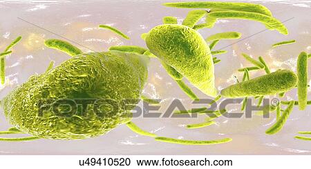 Tuberculosis bacteria, illustration View Large Photo Image Stock Image - Tuberculosis bacteria, illustration. Fotosearch