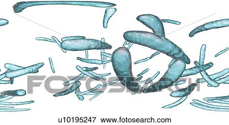Tuberculosis bacteria, illustration View Large Photo Image Stock Photo - Tuberculosis bacteria, illustration. Fotosearch