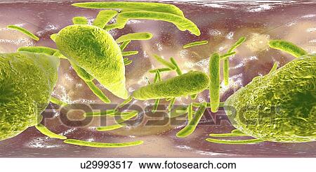 Tuberculosis bacteria, illustration View Large Photo Image Stock Photo - Tuberculosis bacteria, illustration. Fotosearch