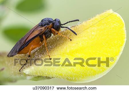 Stock Photo - Turnip sawfly. Fotosearch