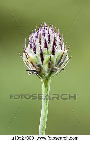Stock Photo - Tyrimnus wildflower. Fotosearch