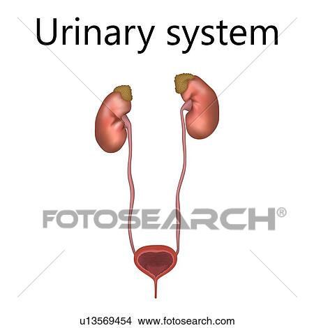 Picture - Urinary system, illustration. Fotosearch