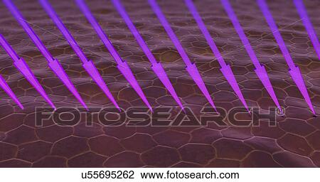 Stock Image - UV rays penetrating skin, illustration. Fotosearch
