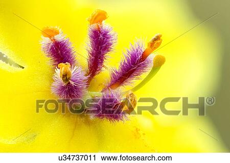 Verbascum sinuatum View Large Photo Image Stock Image - Verbascum sinuatum. Fotosearch