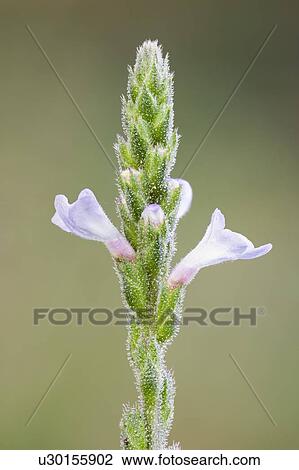 Verbena wildflower View Large Photo Image Stock Image - Verbena wildflower. Fotosearch