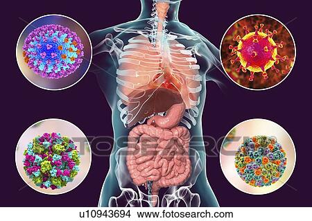 Viral respiratory and enteric infections, illustration View Large Photo Image Picture - Viral respiratory and enteric infections, illustration. Fotosearch