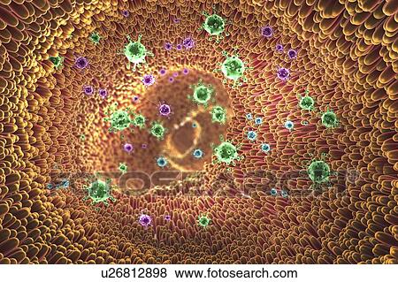 Stock Photo - Viruses infecting intestines, illustration. Fotosearch