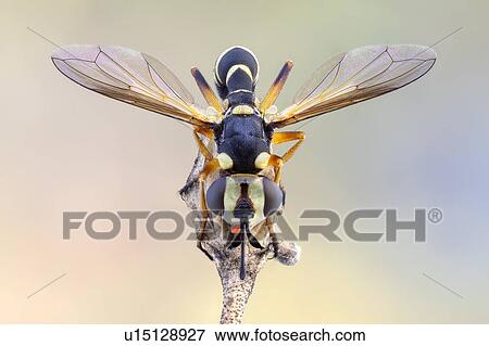 Stock Photo - Wasp mimick Conopid fly. Fotosearch