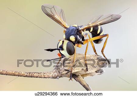 Stock Photograph - Wasp mimick Conopid fly. Fotosearch