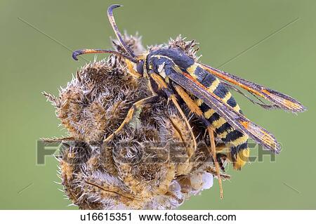 Wasp moth View Large Photo Image Stock Image - Wasp moth. Fotosearch