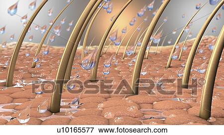 Water on human skin, illustration View Large Photo Image Stock Photo - Water on human skin, illustration. Fotosearch